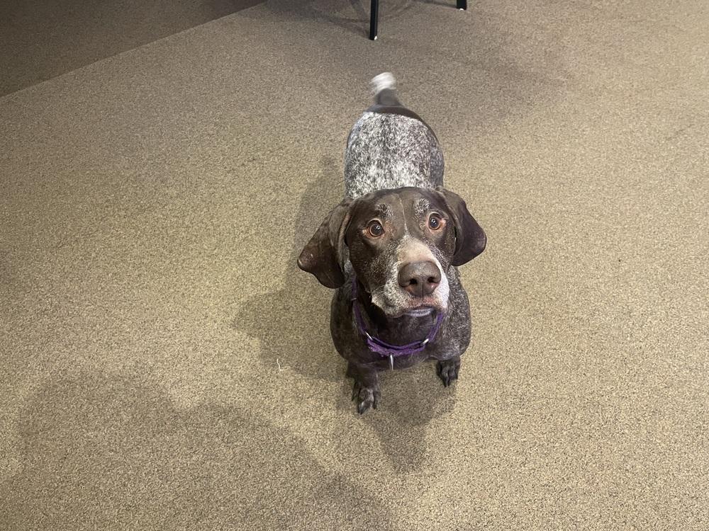 Naomi, a Adopted German Shorthaired Pointer in Cottage Grove, WI image 3/3