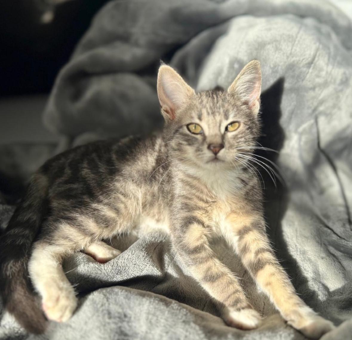 Lacie, ADOPTABLE, Kitten Female Domestic Short Hair.