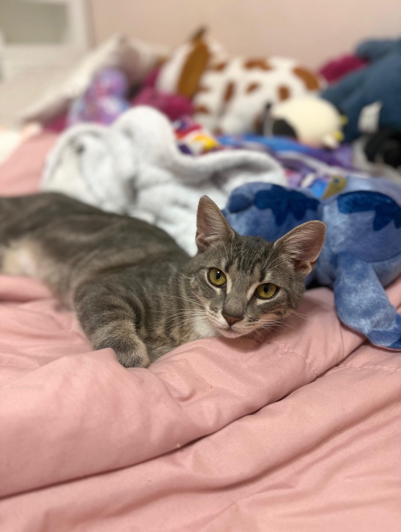 Tyler, adoptable, Kitten Male Domestic Short Hair.