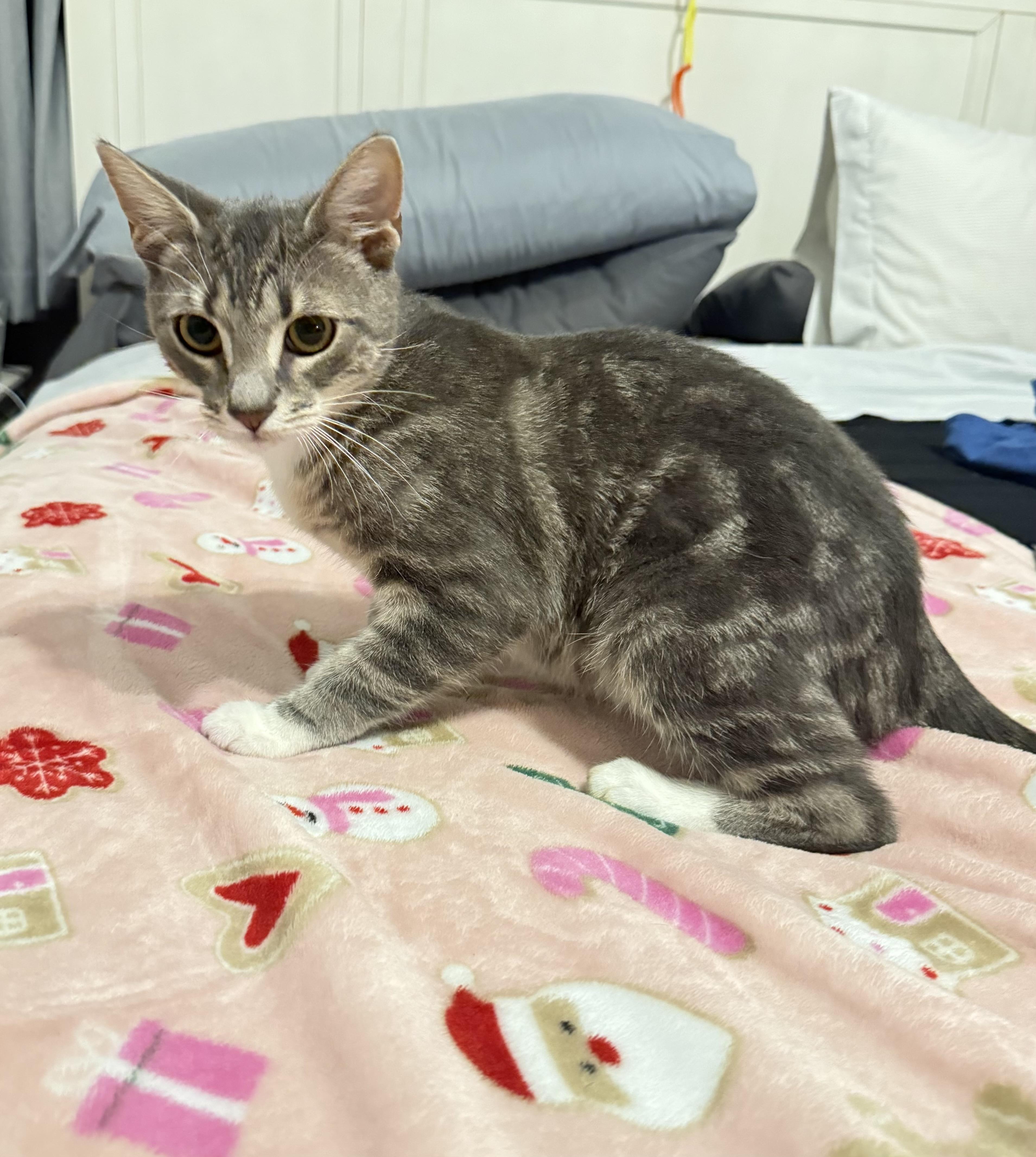 Enlarge Tyler, an adoptable Domestic Short Hair in Miami, FL image 4/6