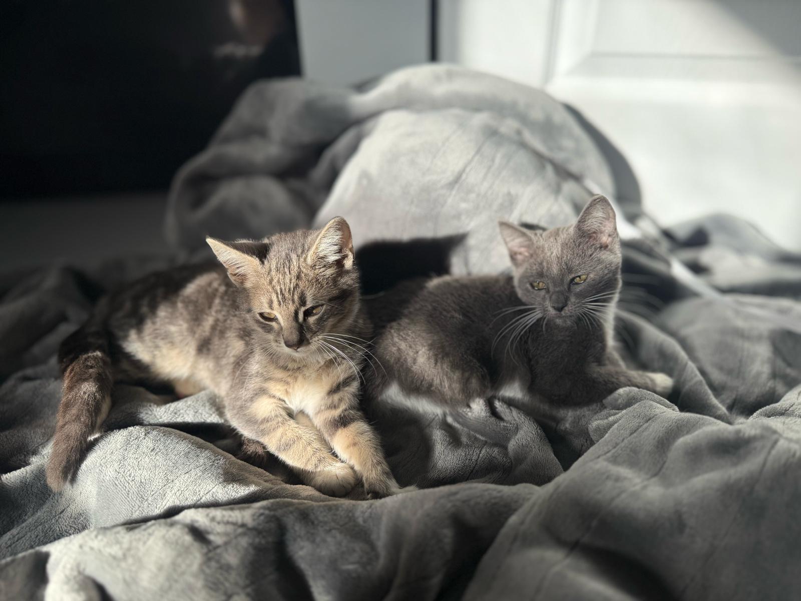 Lacie, a ADOPTABLE Domestic Short Hair in Miami, FL image 3/4