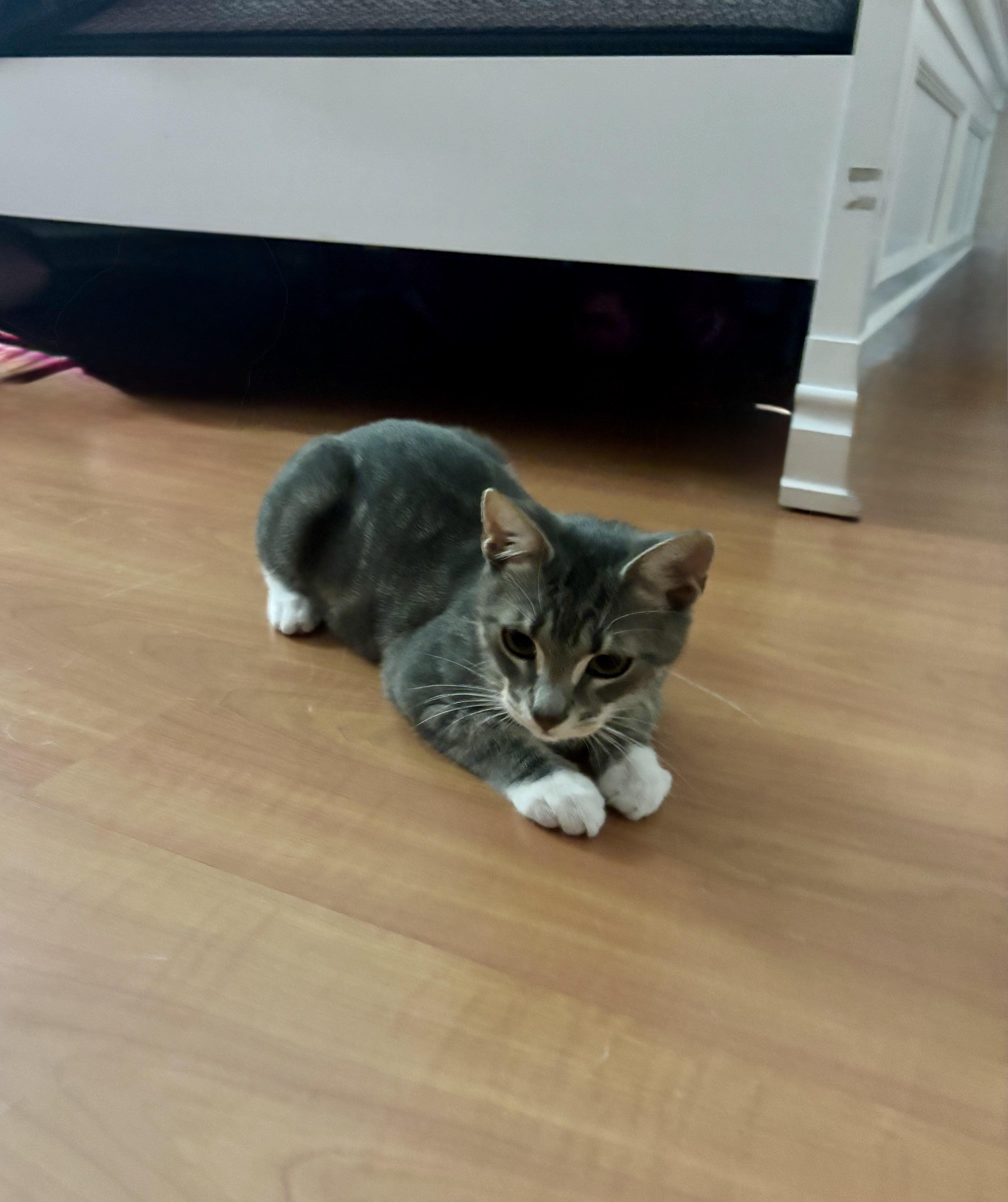 Enlarge Tyler, an adoptable Domestic Short Hair in Miami, FL image 2/6