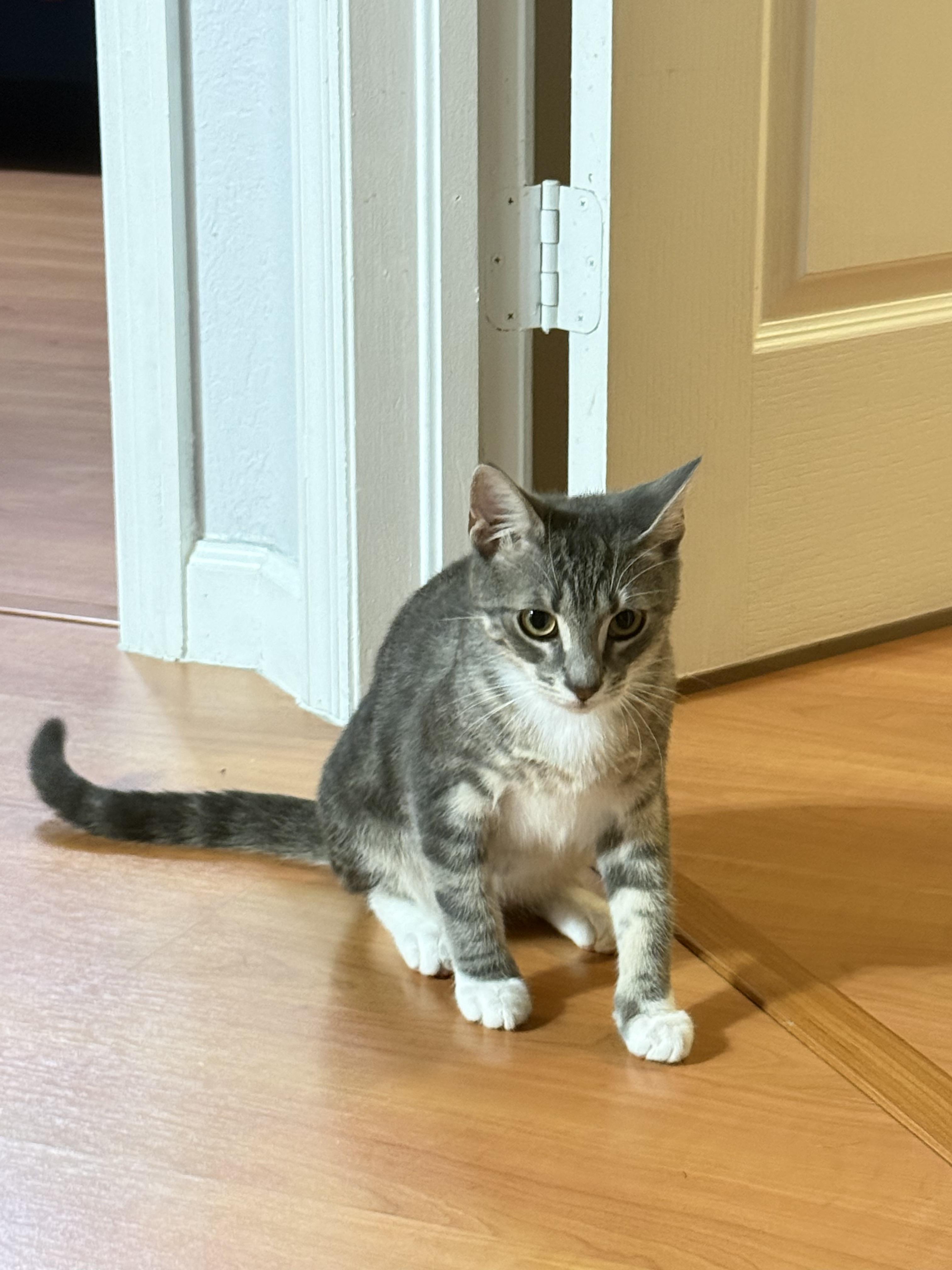 Enlarge Tyler, an adoptable Domestic Short Hair in Miami, FL image 6/6