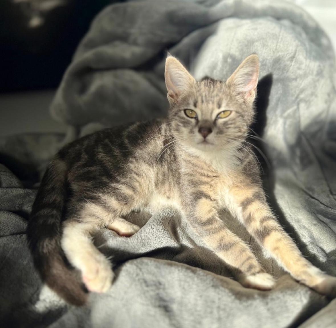 Lacie, a ADOPTABLE Domestic Short Hair in Miami, FL image 2/4