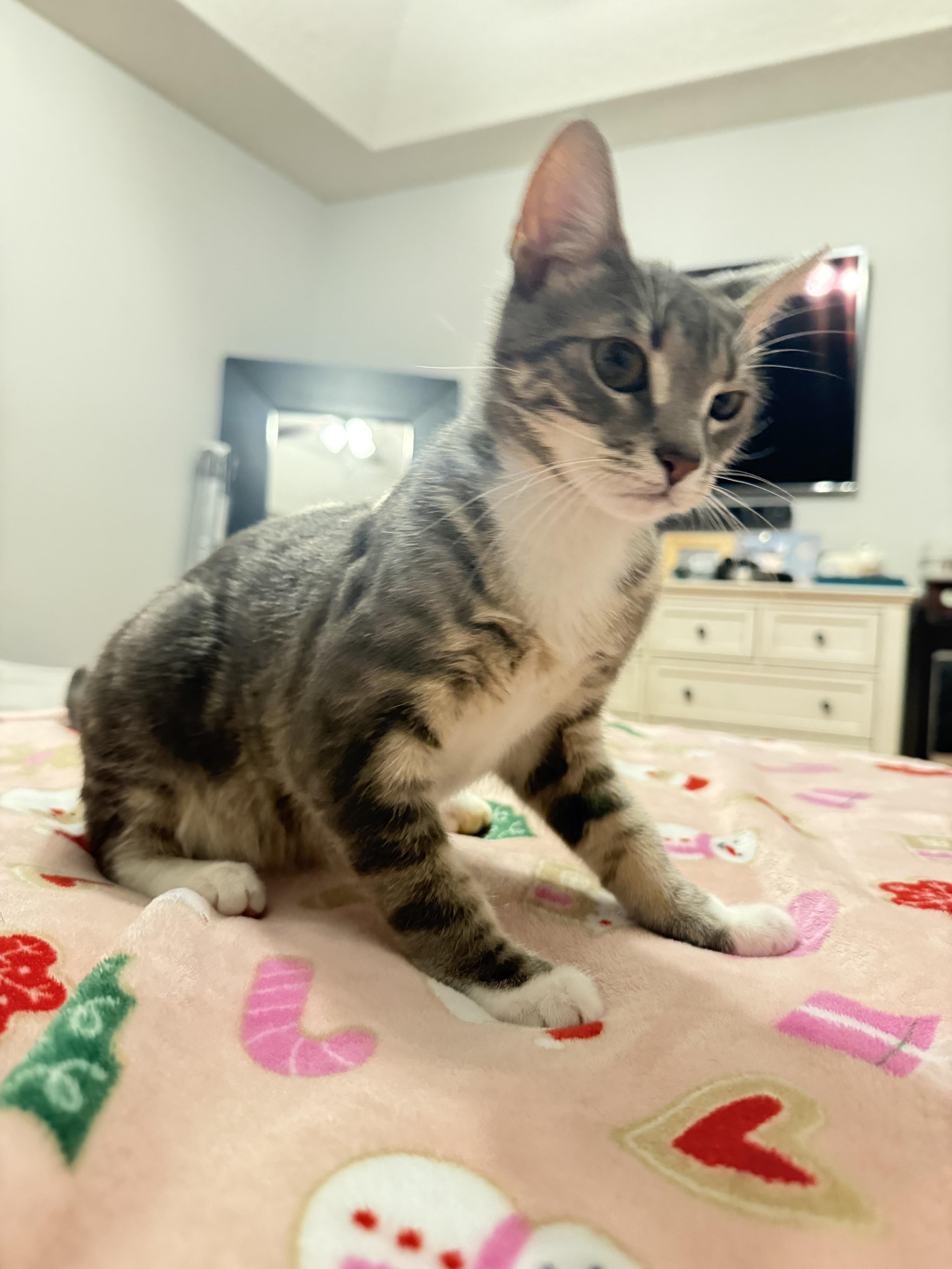 Enlarge Tyler, an adoptable Domestic Short Hair in Miami, FL image 5/6