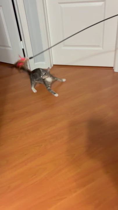 Enlarge Tyler, an adoptable Domestic Short Hair in Miami, FL video 3/6