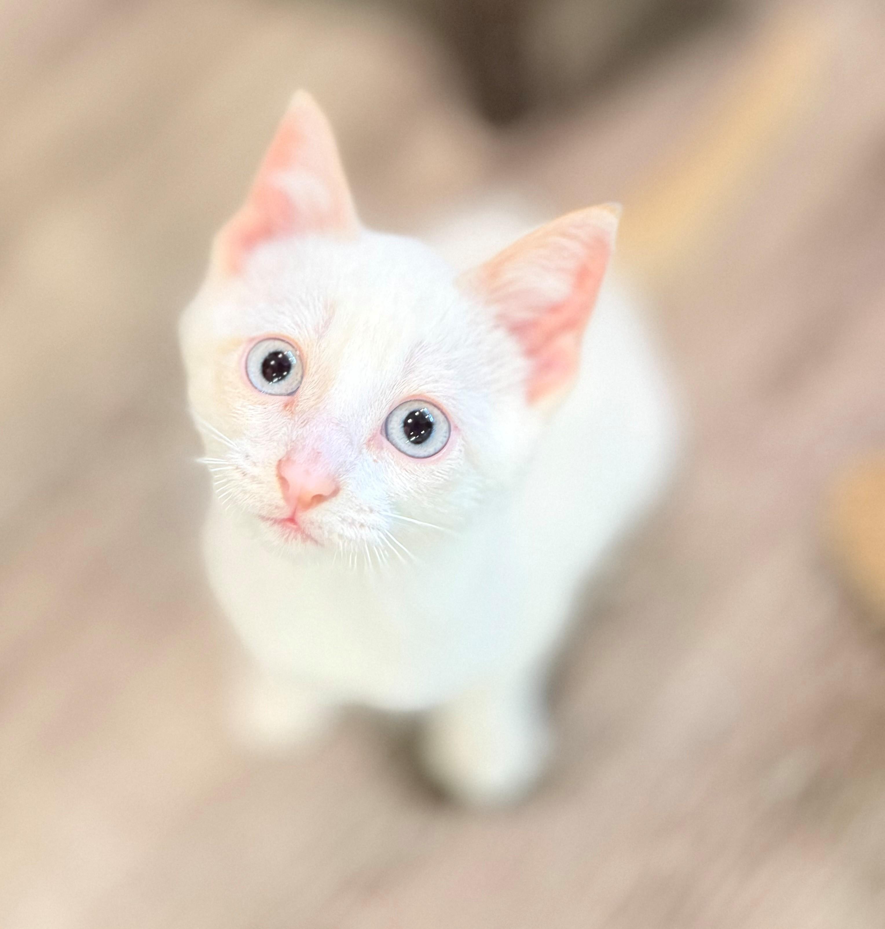 Enlarge Winter, an adopted Domestic Short Hair in Hamilton, ON image 2/3