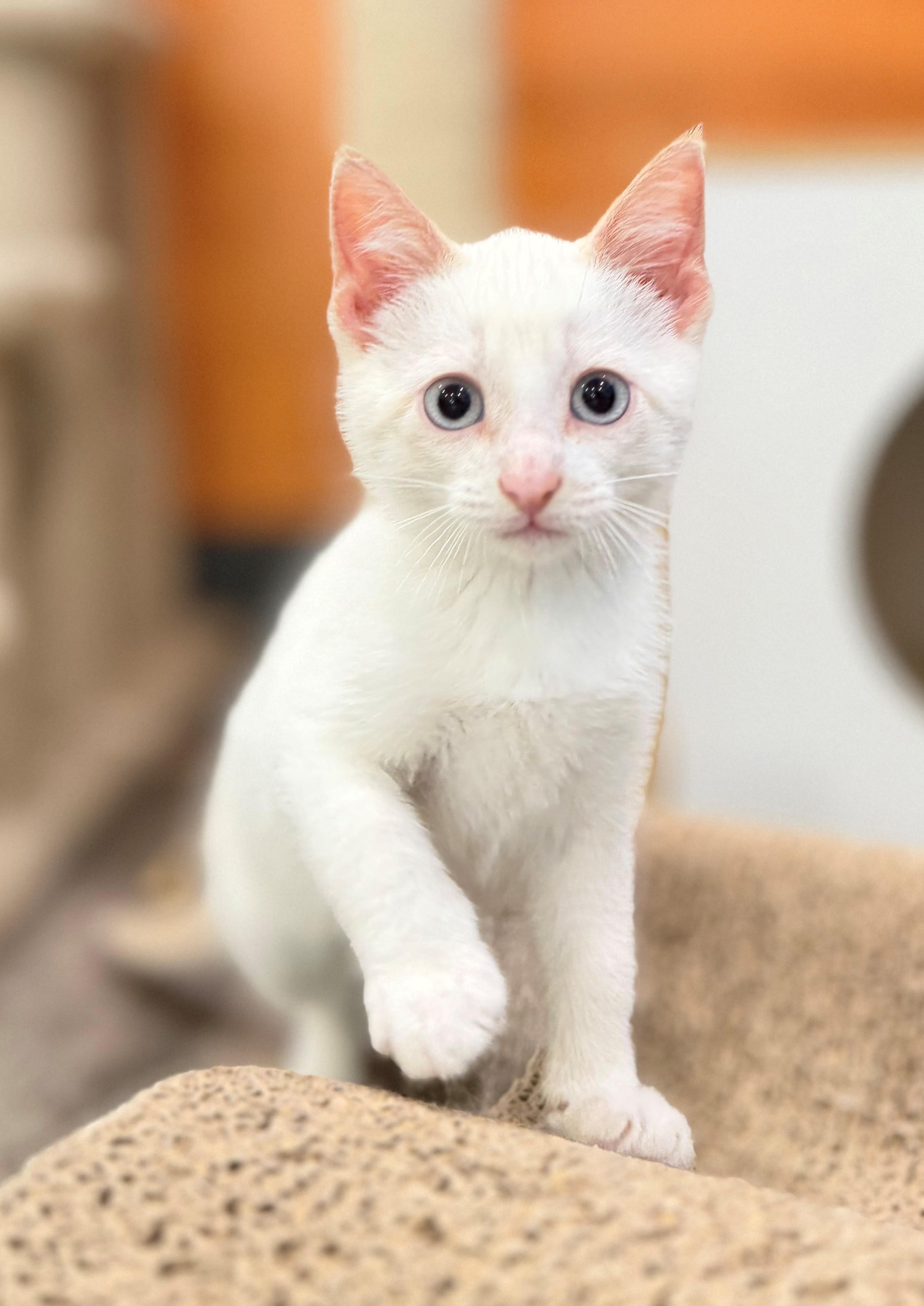 Enlarge Winter, an adopted Domestic Short Hair in Hamilton, ON image 3/3