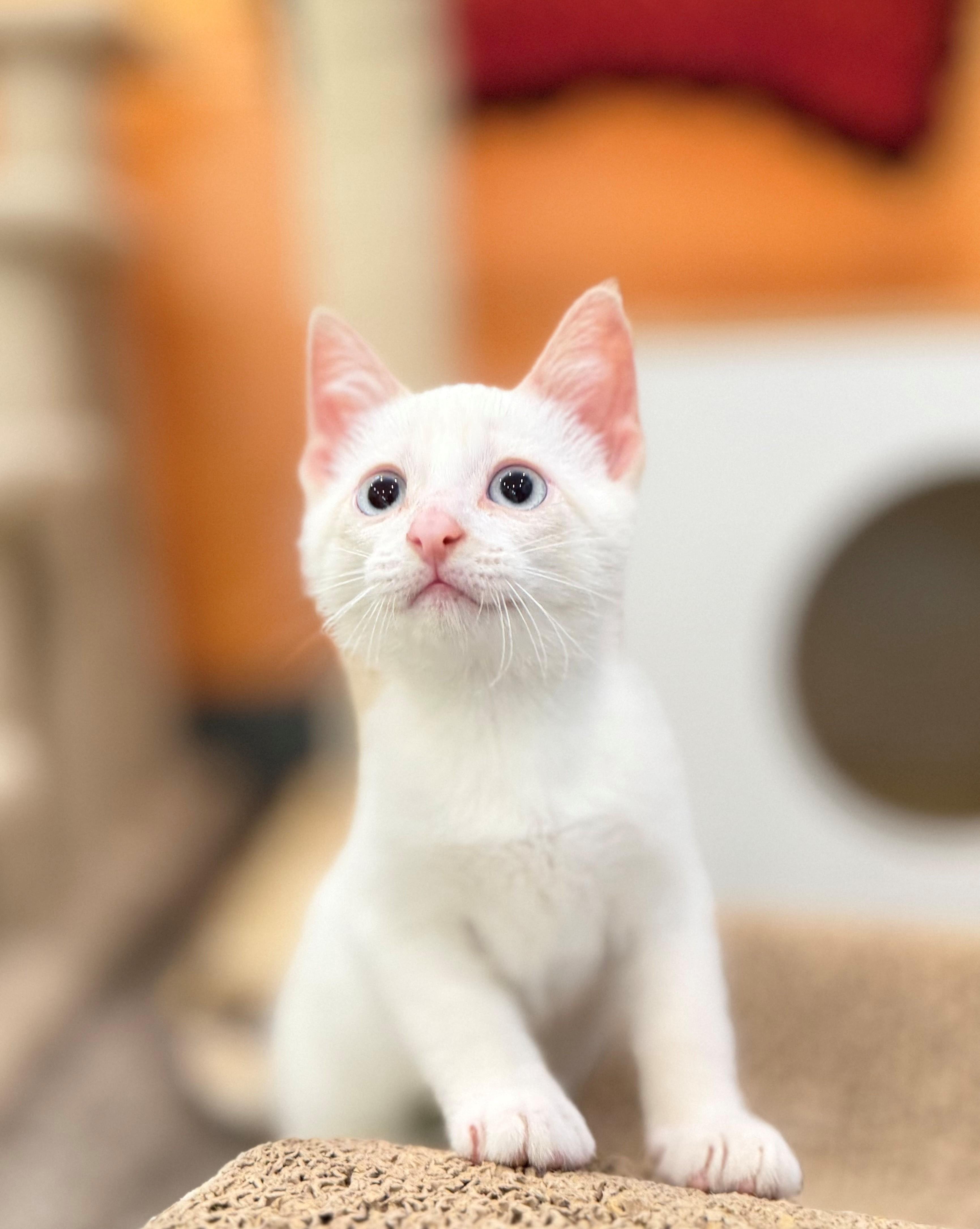 Winter, adopted, Kitten Female Domestic Short Hair.