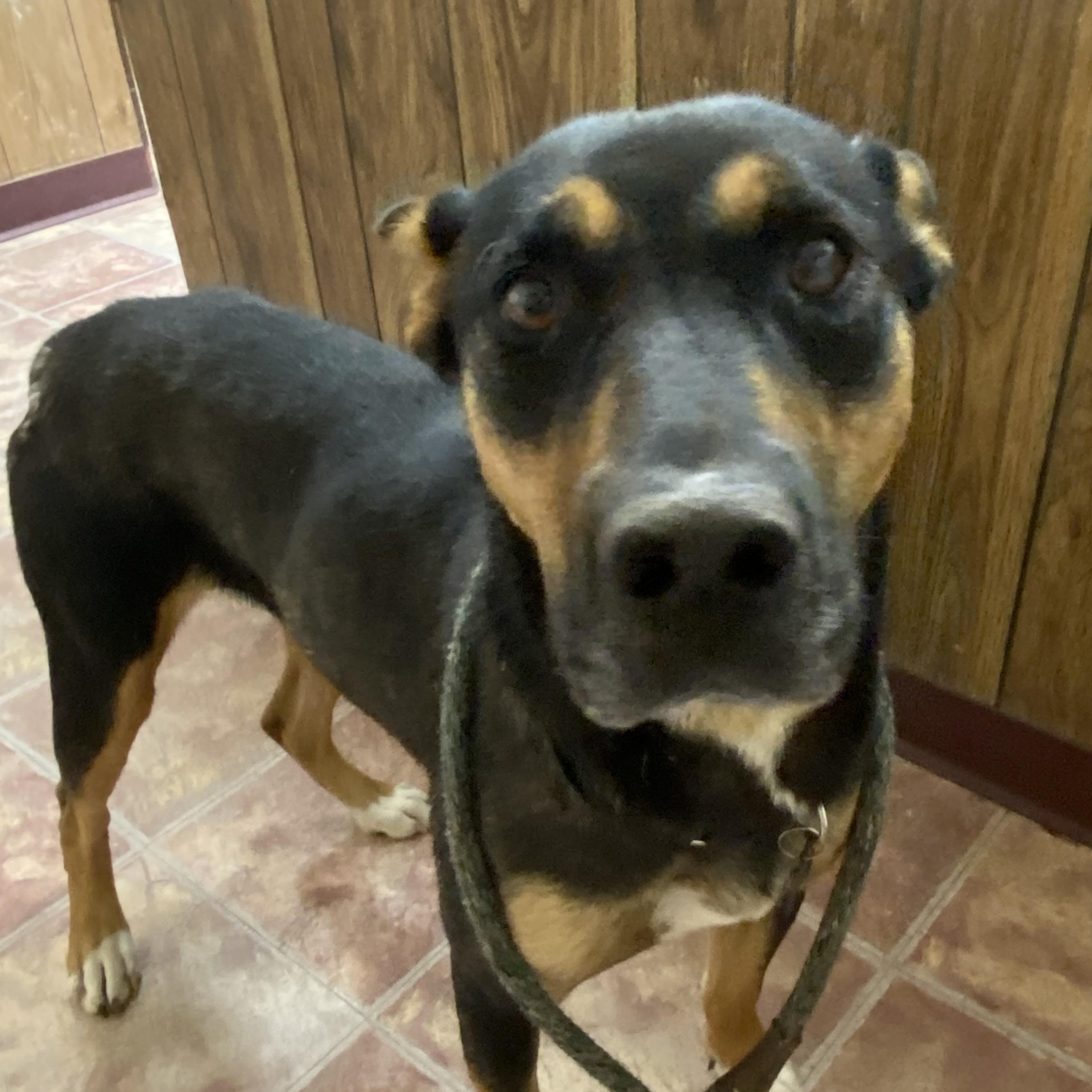Emily, an adoptable Doberman Pinscher, Mixed Breed in Choteau, MT, 59422 | Photo Image 3
