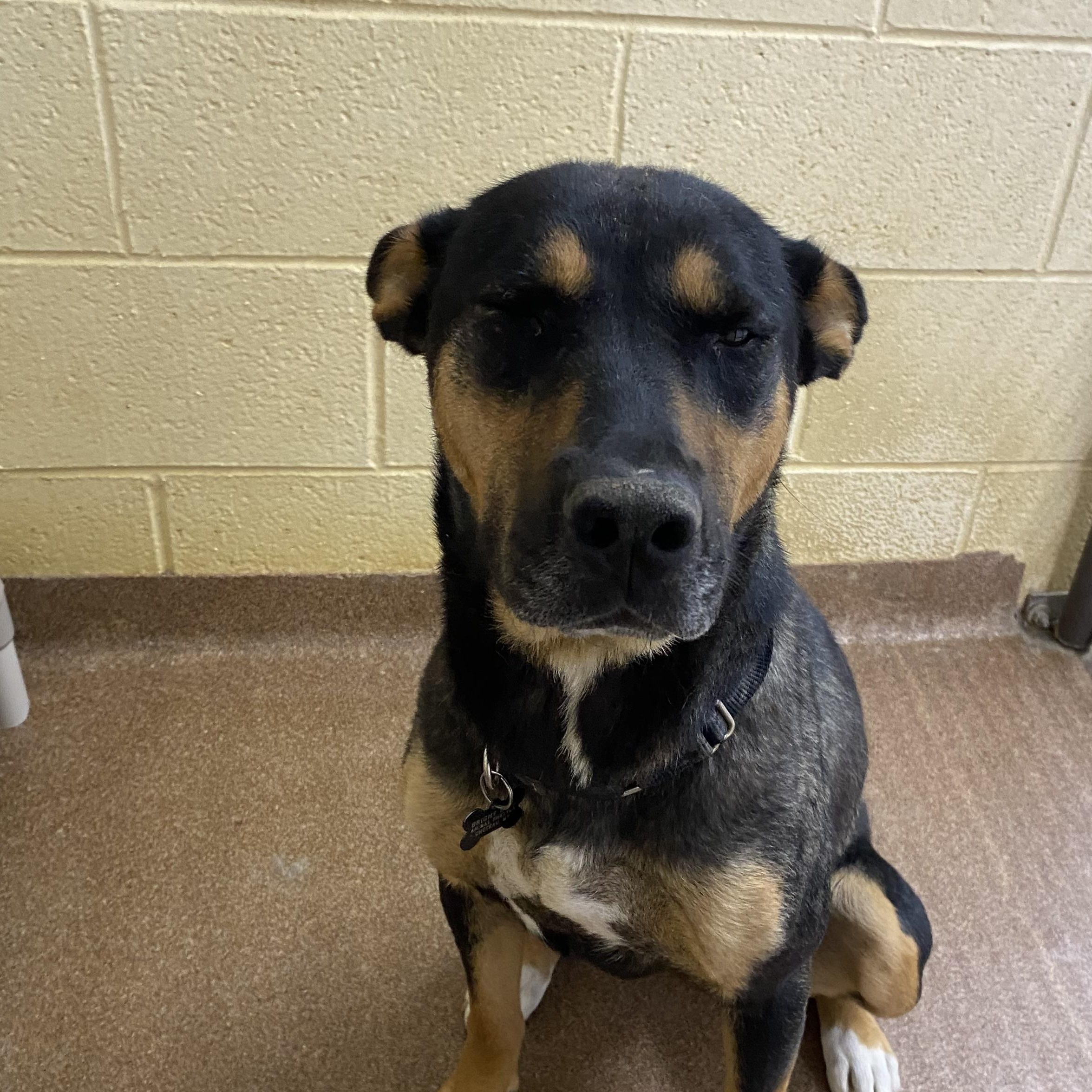 Emily, an adoptable Doberman Pinscher, Mixed Breed in Choteau, MT, 59422 | Photo Image 2