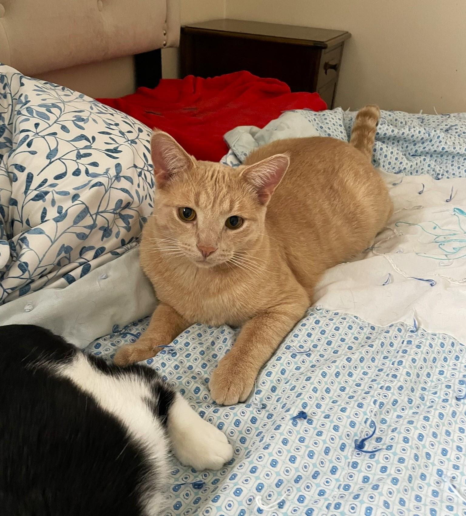 Finn, a Adoptable mixed breed in Taylor, MI image 3/6