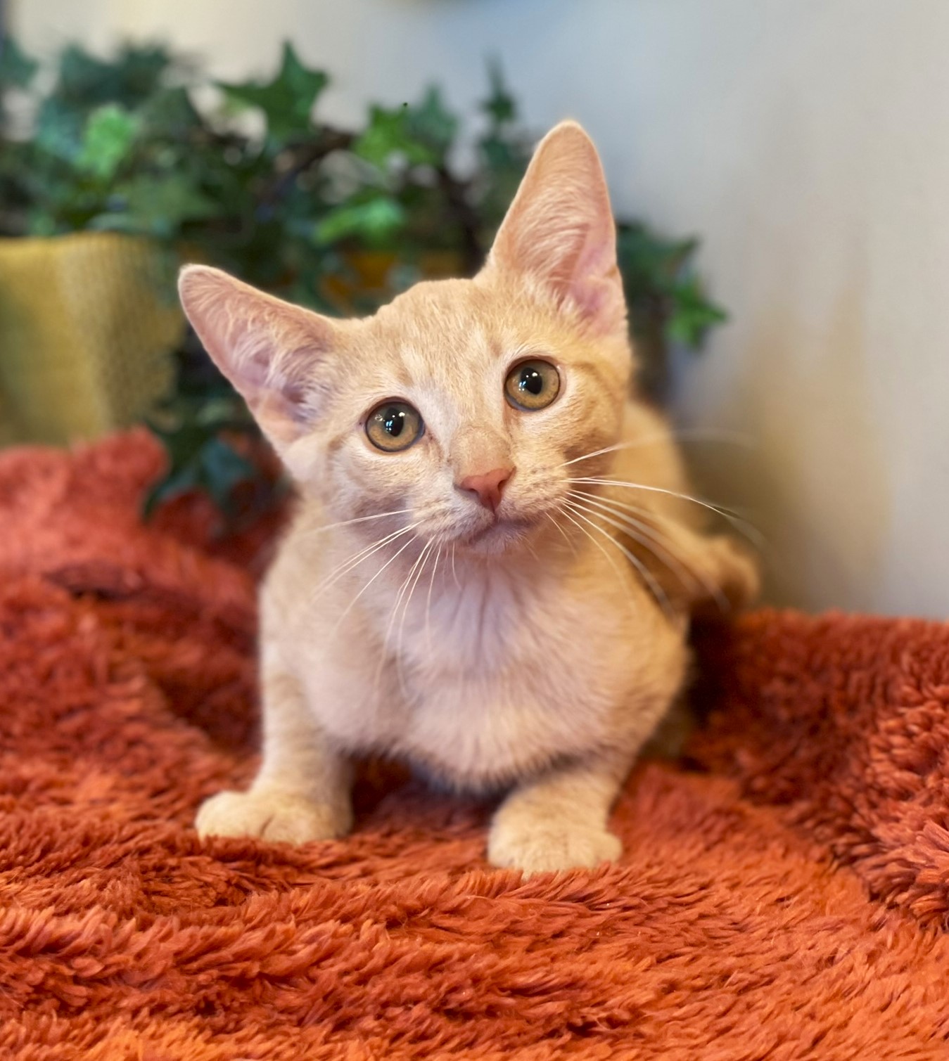 Finn, a Adoptable mixed breed in Taylor, MI image 5/6