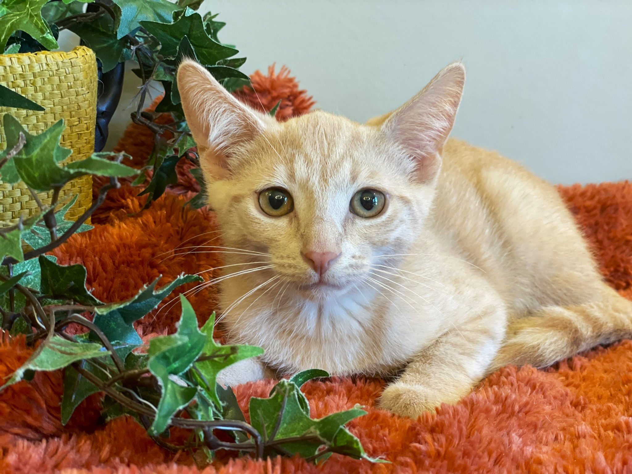 Finn, a Adoptable mixed breed in Taylor, MI image 2/6