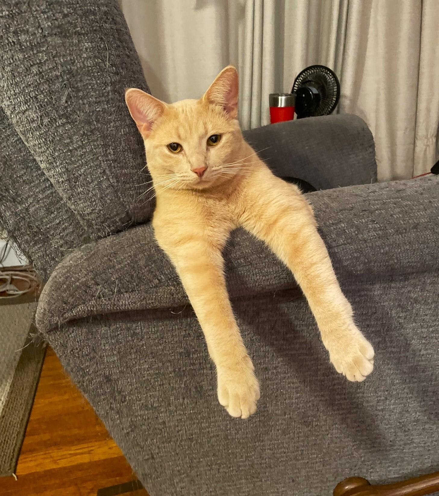 Finn, Adoptable, Young Male Tabby & Domestic Short Hair.