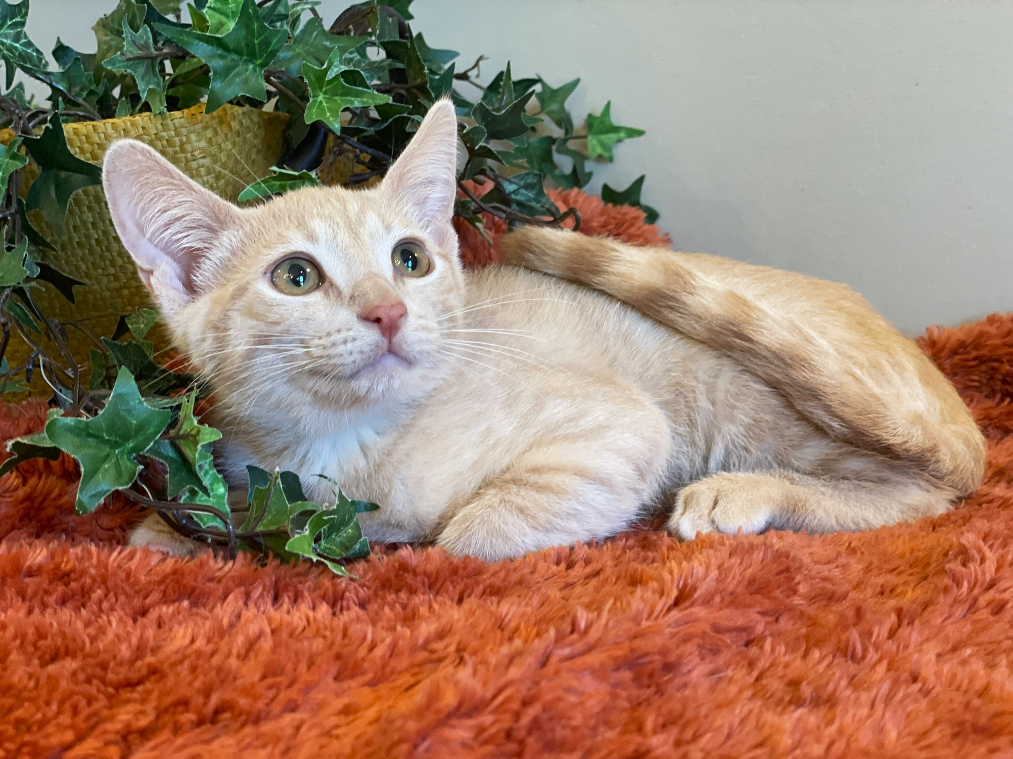 Finn, a Adoptable mixed breed in Taylor, MI image 4/6