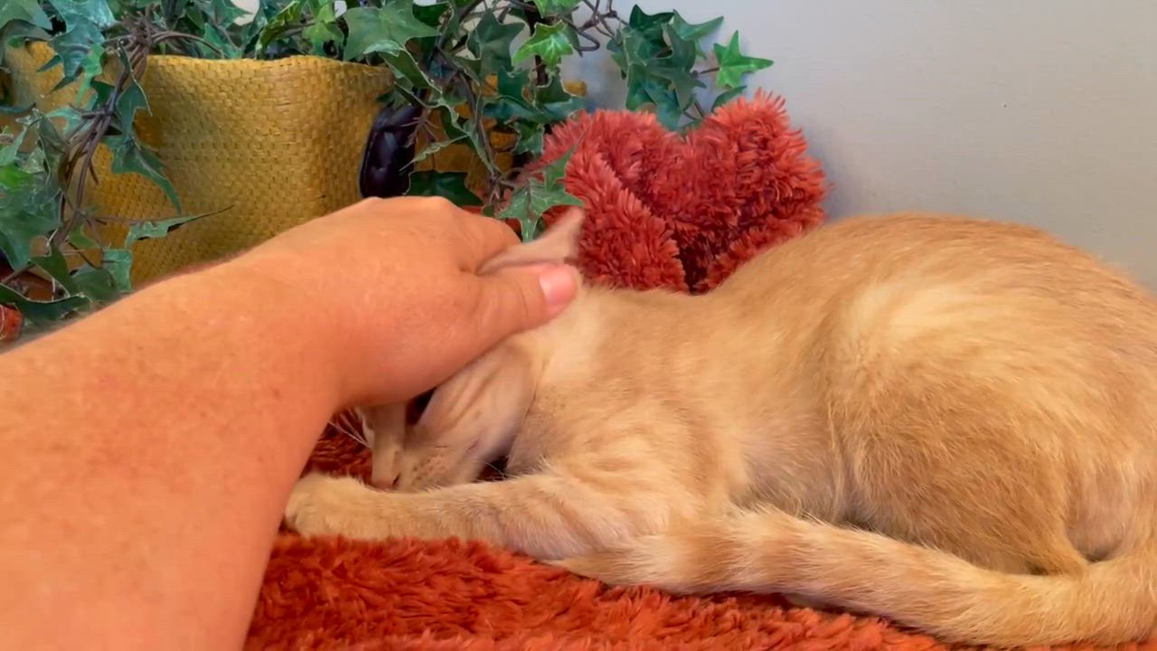 Enlarge Finn, a Adoptable mixed breed in Taylor, MI video 6/6