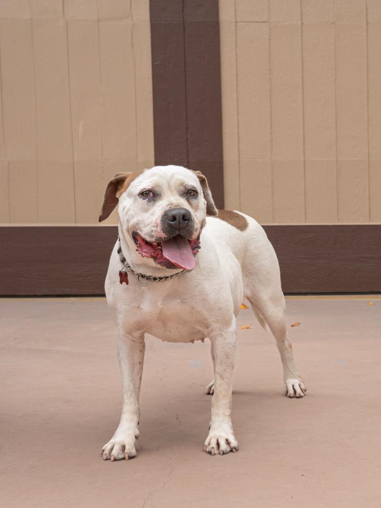 Enlarge Charlotte - Adopt Me!, a Adoptable mixed breed in Lake Forest, CA image 1/6