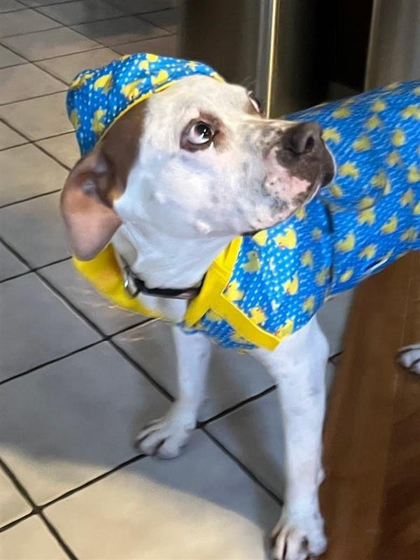 Enlarge Charlotte - Adopt Me!, a Adoptable mixed breed in Lake Forest, CA image 2/6