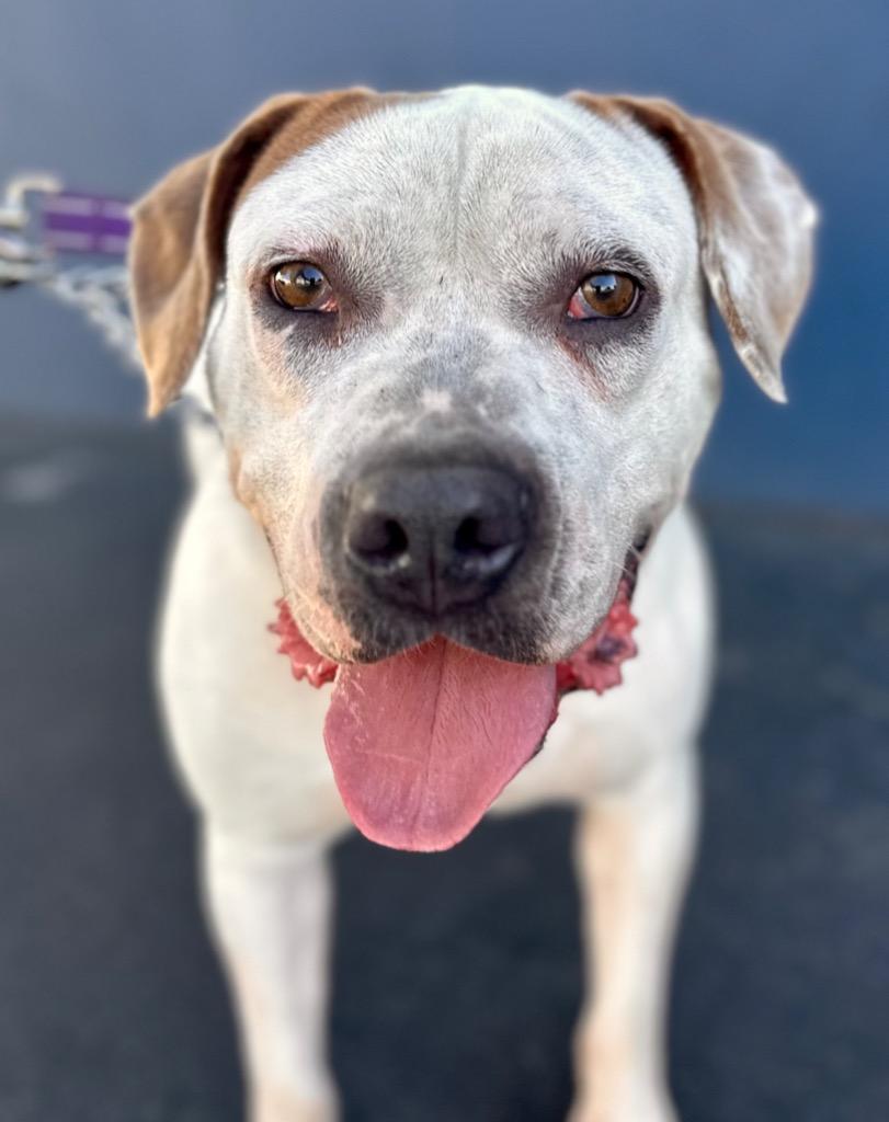 Enlarge Charlotte - Adopt Me!, a Adoptable mixed breed in Lake Forest, CA image 2/6