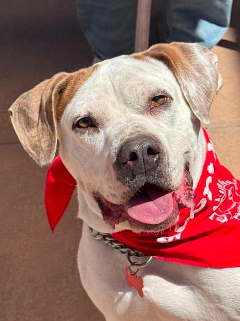 Enlarge Charlotte - Adopt Me!, a Adoptable mixed breed in Lake Forest, CA image 5/6
