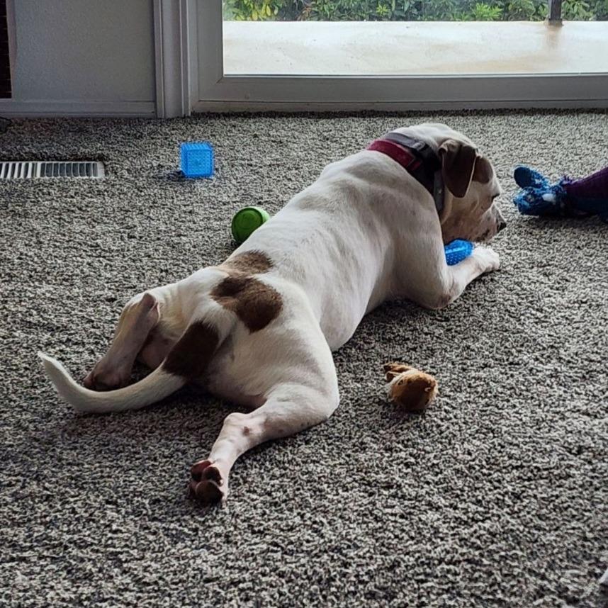 Enlarge Charlotte - Adopt Me!, a Adoptable mixed breed in Lake Forest, CA image 3/6