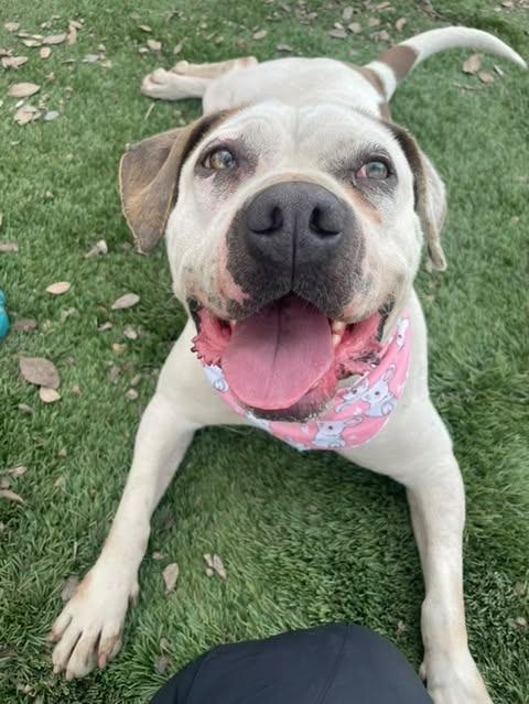 Enlarge Charlotte - Adopt Me!, a Adoptable mixed breed in Lake Forest, CA image 4/6