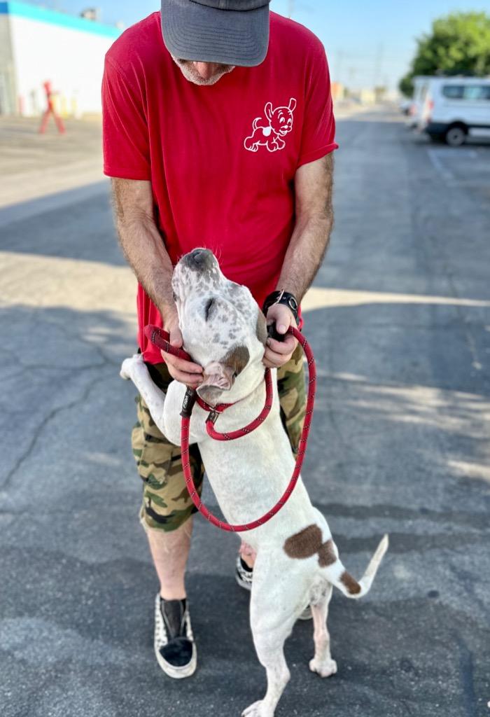 Enlarge Charlotte - Adopt Me!, a Adoptable mixed breed in Lake Forest, CA image 5/6