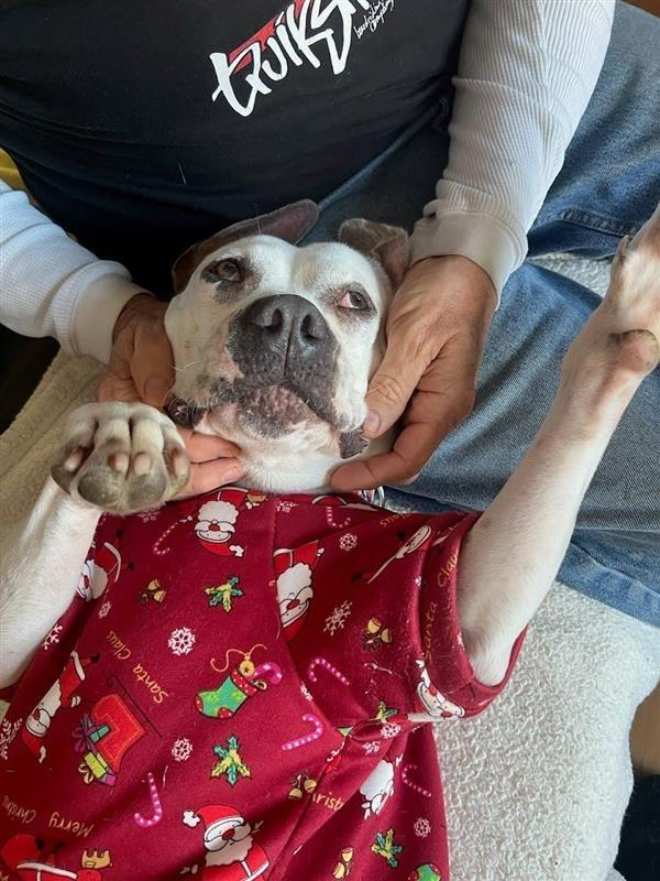 Enlarge Charlotte - Adopt Me!, a Adoptable mixed breed in Lake Forest, CA image 6/6