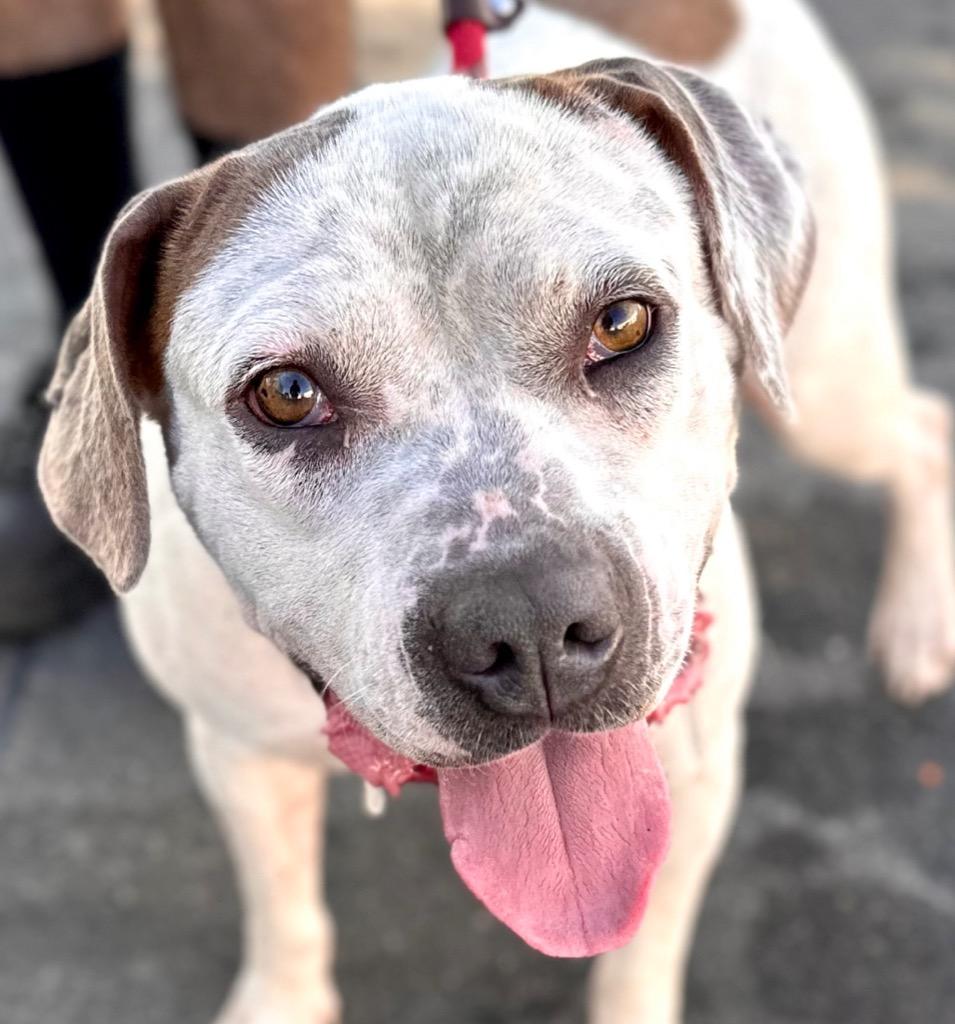 Enlarge Charlotte - Adopt Me!, a Adoptable mixed breed in Lake Forest, CA image 6/6