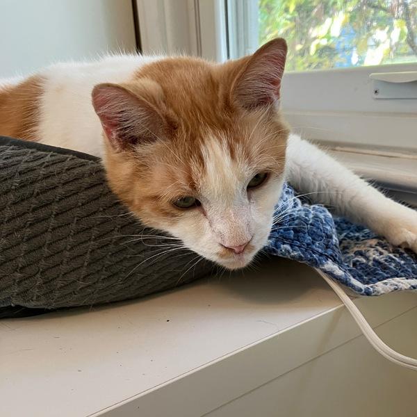 Little Buddy -- Bonded Buddy With Big Ben, Adoptable, Senior Male Domestic Short Hair.