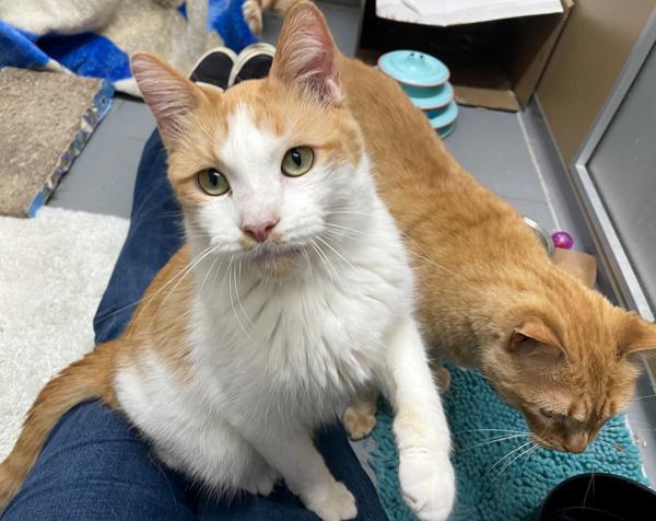 Little Buddy -- Bonded Buddy With Big Ben, Adoptable, Senior Male Domestic Short Hair.