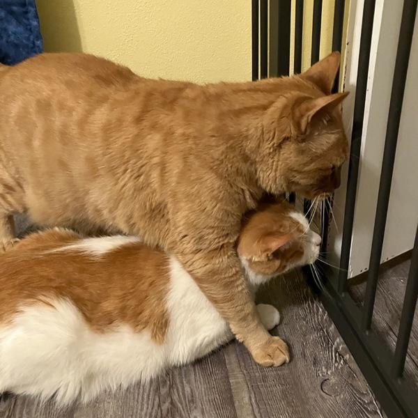 Little Buddy -- Bonded Buddy With Big Ben — thumbnail 2