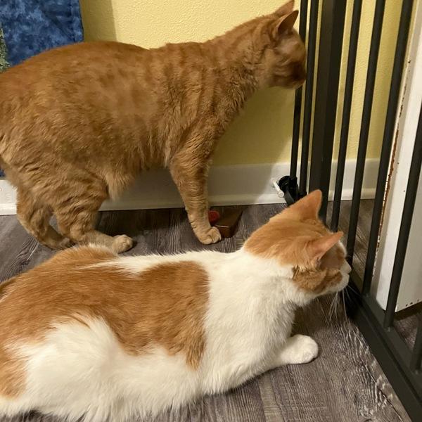 Enlarge Little Buddy -- Bonded Buddy With Big Ben, a Adoptable mixed breed in Des Moines, IA image 3/6