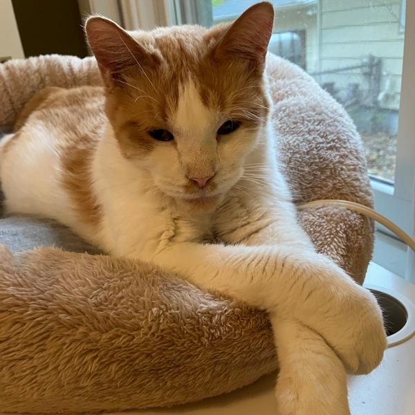 Little Buddy -- Bonded Buddy With Big Ben — thumbnail 5