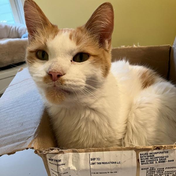 Enlarge Little Buddy -- Bonded Buddy With Big Ben, a Adoptable mixed breed in Des Moines, IA image 6/6