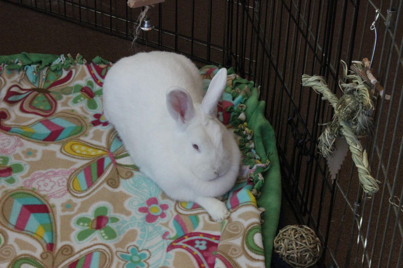 Powderpuff, Adoptable, Young Female Bunny Rabbit.