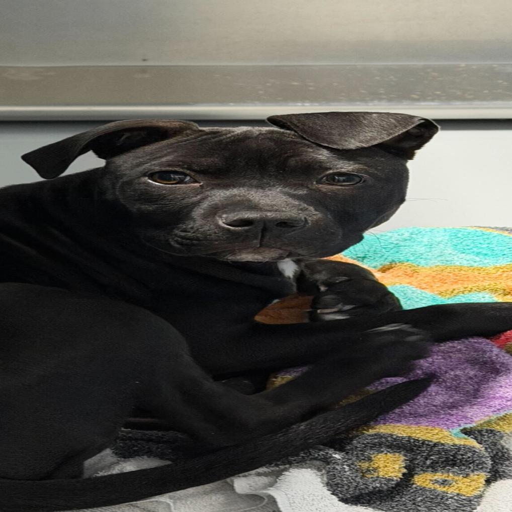 262 (2026) Reeses, Adoptable, Puppy Female Pit Bull Terrier.