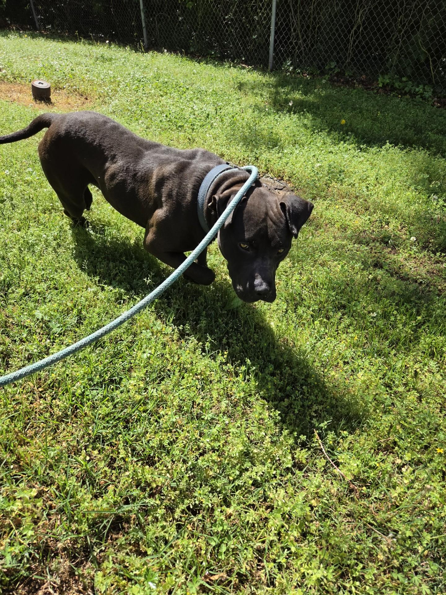 Enlarge Bubba29930, a ADOPTABLE mixed breed in Rocky Mount, NC image 2/3