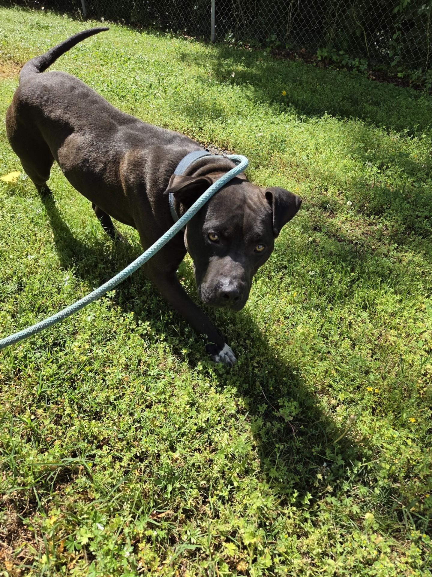 Enlarge Bubba29930, a ADOPTABLE mixed breed in Rocky Mount, NC image 3/3