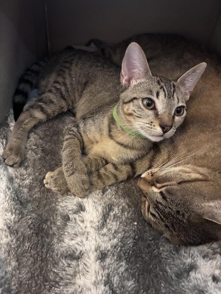 Enlarge Amazing Ziti, a Adoptable Domestic Short Hair in Orlando, FL image 2/6