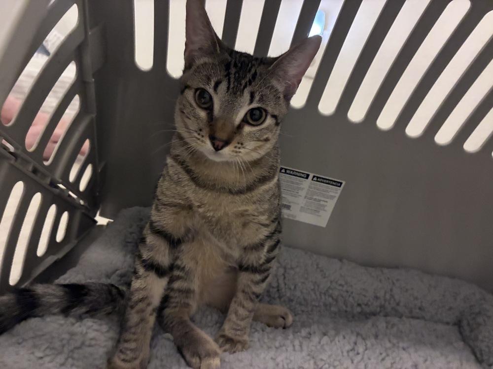 Enlarge Amazing Ziti, a Adoptable Domestic Short Hair in Orlando, FL image 3/6