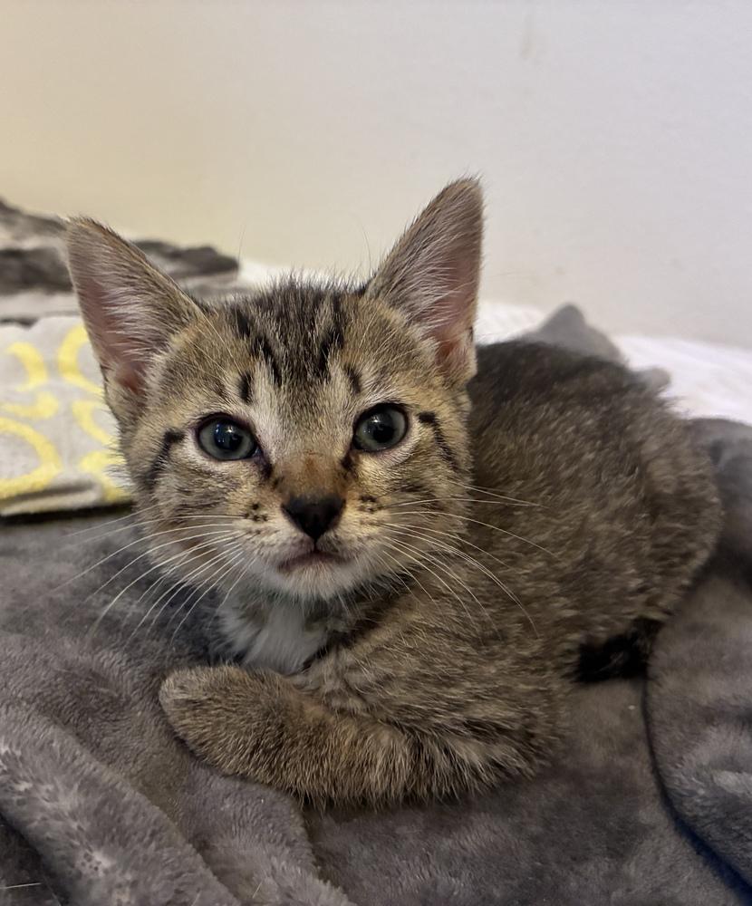 Enlarge Amazing Ziti, a Adoptable Domestic Short Hair in Orlando, FL image 4/6