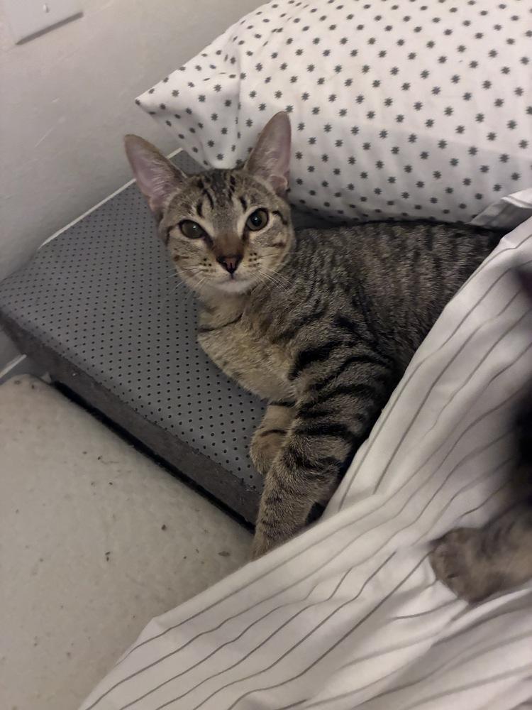 Enlarge Amazing Ziti, a Adoptable Domestic Short Hair in Orlando, FL image 5/6