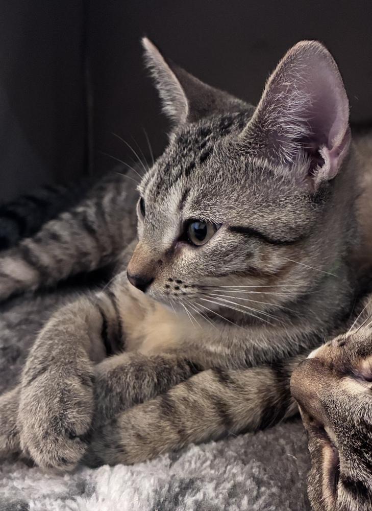 Enlarge Amazing Ziti, a Adoptable Domestic Short Hair in Orlando, FL image 6/6