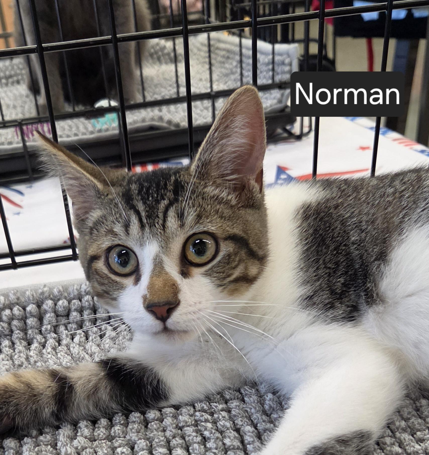 Norman, ADOPTABLE, Kitten Male Domestic Short Hair.