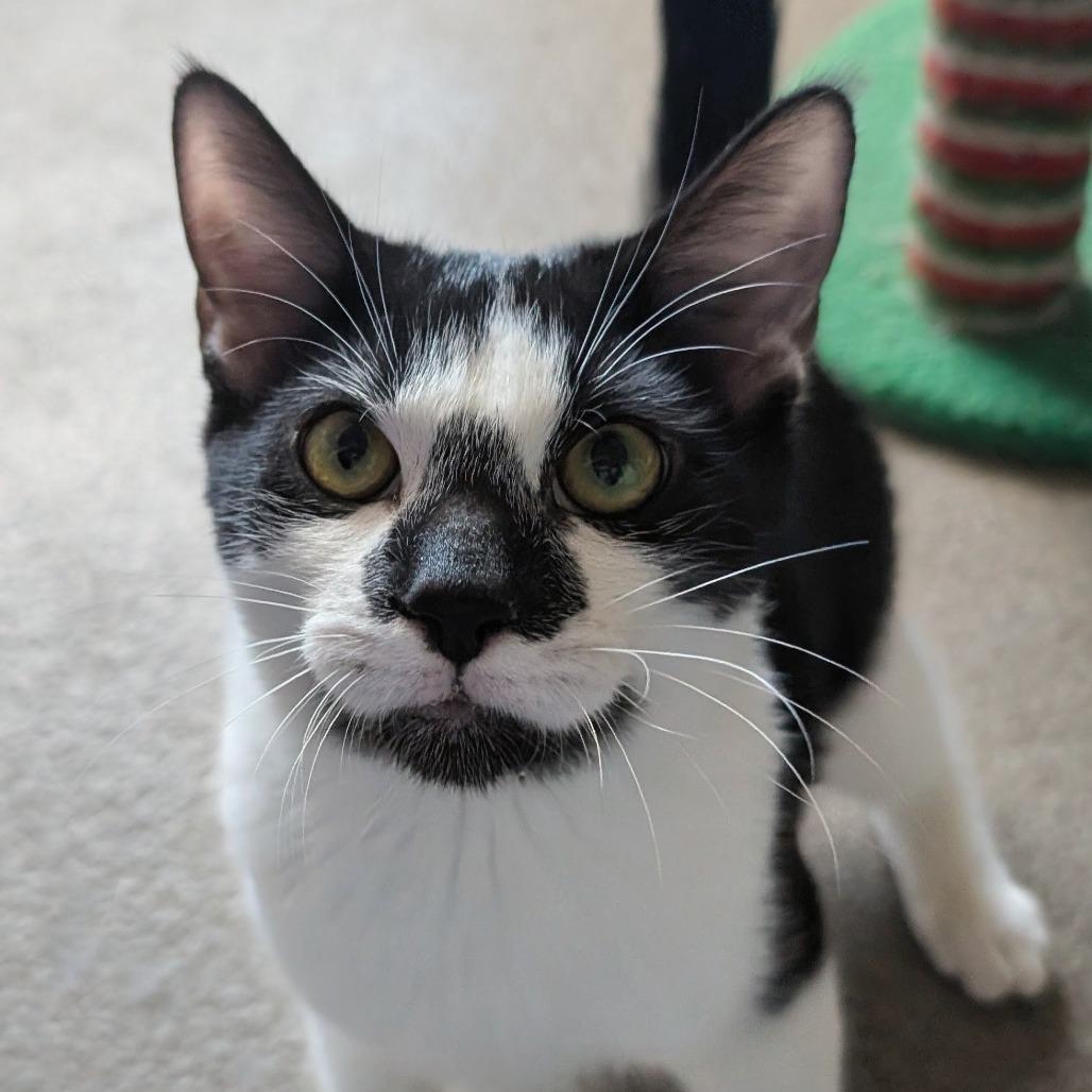 Baby Bit, Adoptable, Young Male Domestic Short Hair.