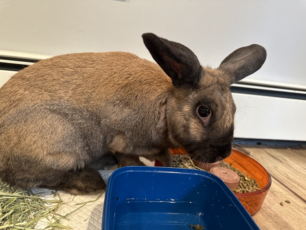 Enlarge Dumpling, a Adopted Lop Eared in North salem, NY image 6/6