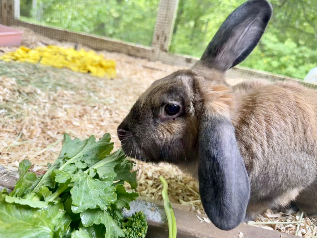 Enlarge Dumpling, a Adopted Lop Eared in North salem, NY image 3/6