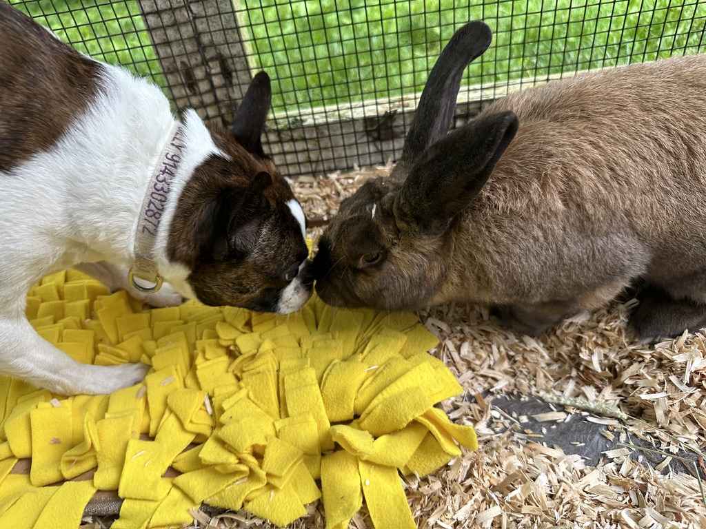 Enlarge Dumpling, a Adopted Lop Eared in North salem, NY image 5/6